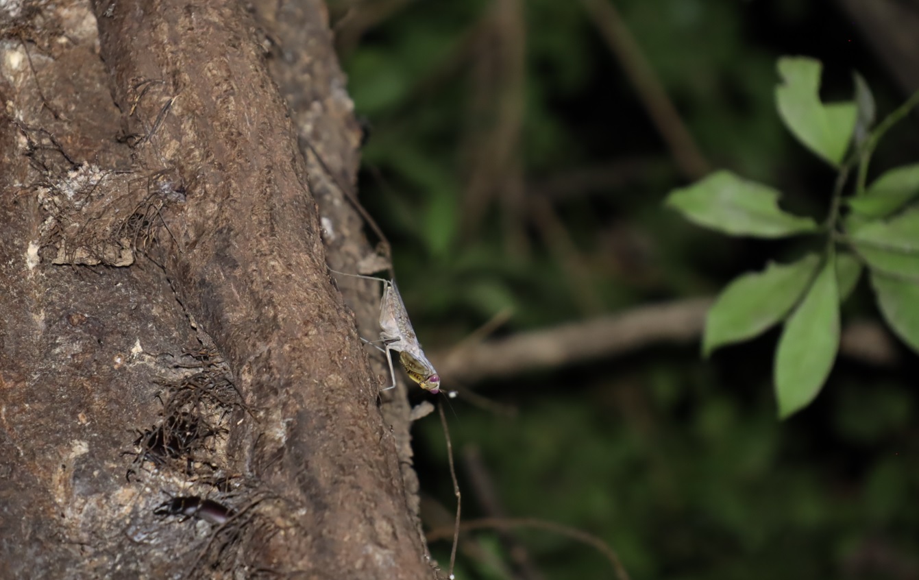 レッドアイ＆グレーボディのハラビロカマキリ （１）_クヌギ-ほったらかしの森_2023年10月3日18時50分気温22.7度